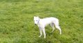 Lurcher