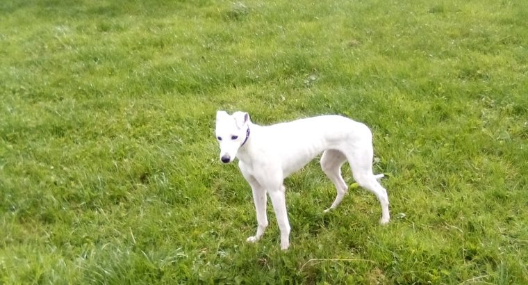 Lurcher