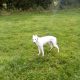 Lurcher