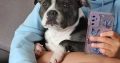 Staffordshire Bull Terrier