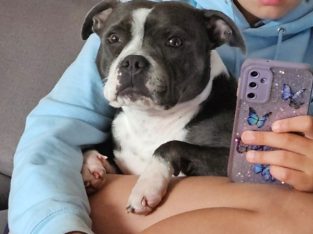 Staffordshire Bull Terrier