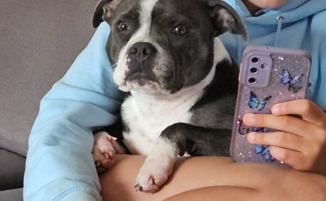 Staffordshire Bull Terrier