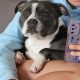 Staffordshire Bull Terrier