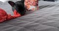 Russian Toy Terrier Puppy in Navan