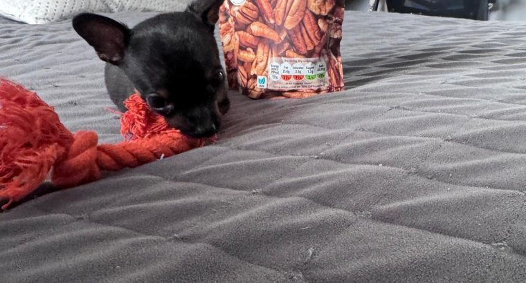 Russian Toy Terrier Puppy in Navan
