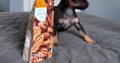 Russian Toy Terrier Puppy in Navan