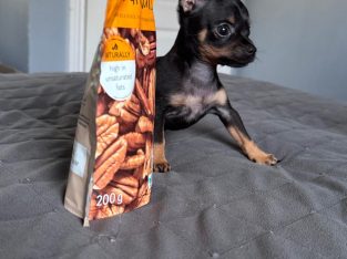 Russian Toy Terrier Puppy in Navan