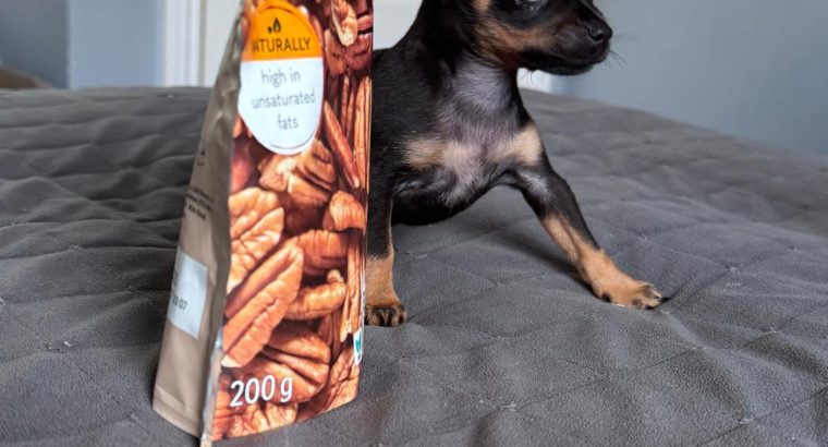 Russian Toy Terrier Puppy in Navan