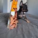Russian Toy Terrier Puppy in Navan