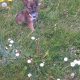 Teacup Chihuahua 16 weeks old