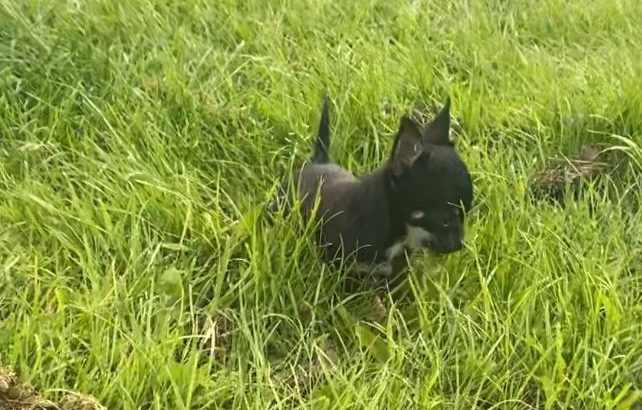 Teacup Chihuahua 16 weeks old