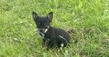 Teacup Chihuahua 16 weeks old