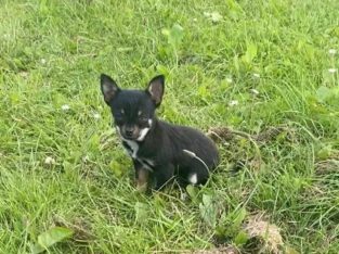 Teacup Chihuahua 16 weeks old