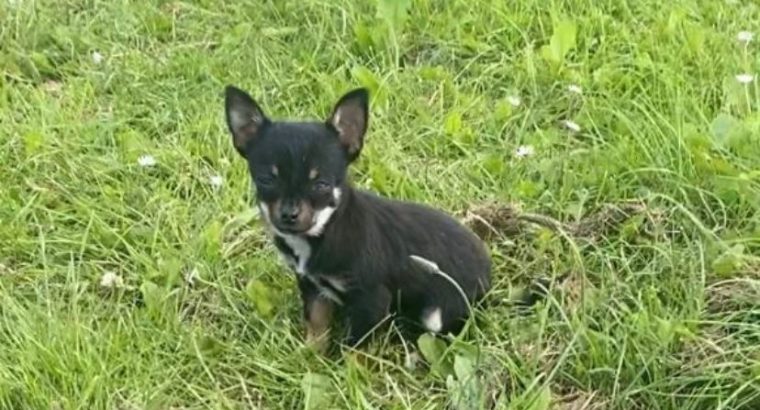 Teacup Chihuahua 16 weeks old