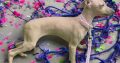 Italian greyhounds