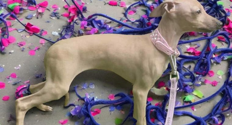 Italian greyhounds