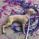 Italian greyhounds