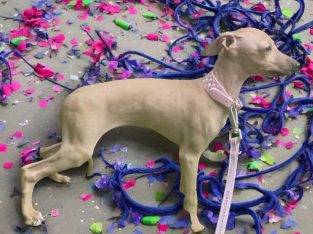 Italian greyhound pups