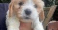 7 week old Cavachons