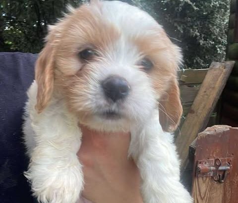 7 week old Cavachons