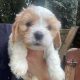 7 week old Cavachons