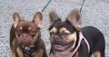 French bulldog choc/tan
