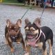 French bulldog choc/tan