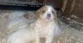 7 week old Cavachons