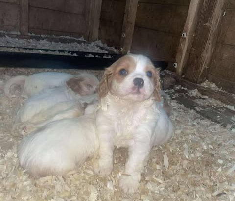 7 week old Cavachons