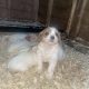 7 week old Cavachons