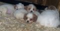 7 week old Cavachons
