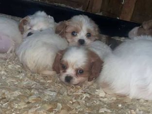 7 week old Cavachons