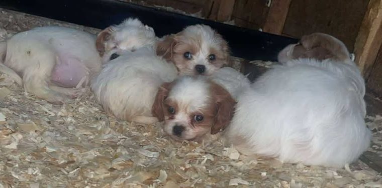 7 week old Cavachons