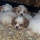 7 week old Cavachons