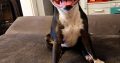 Staffordshire Bull Terrier