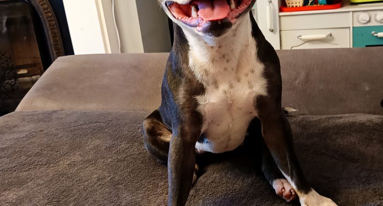 Staffordshire Bull Terrier