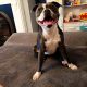Staffordshire Bull Terrier