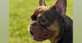 French bulldog choc/tan