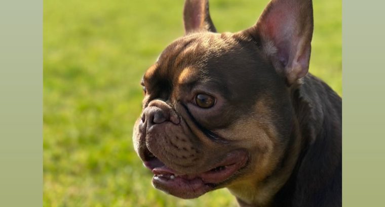 French bulldog choc/tan