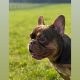 French bulldog choc/tan