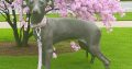 Italian greyhounds