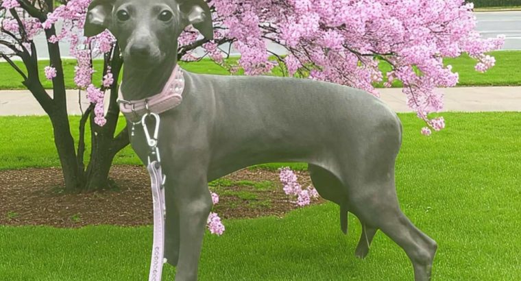 Italian greyhounds