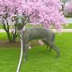 Italian greyhounds