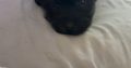Yorkie mix for sale