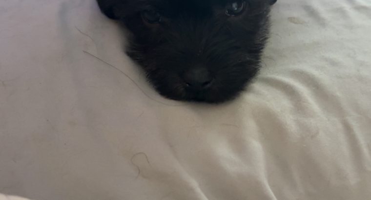 Yorkie mix for sale