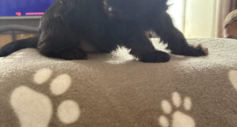 Yorkie mix for sale