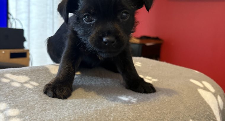 Yorkie mix for sale