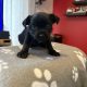 Yorkie mix for sale