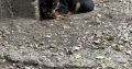 Yorkie mix for sale