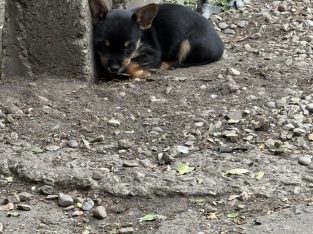 Yorkie mix for sale